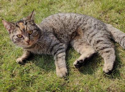 Dierenarts Animell