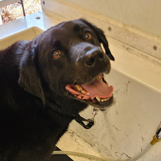 Pet Groomer «Happy Tails Self-Serve Dog Wash», reviews and photos, 267 Cotuit Rd Unit D, Sandwich, MA 02563, USA