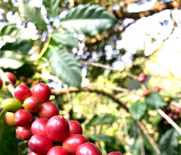 The Red Door Coffee photo