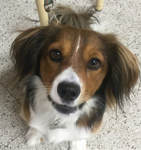 Pet Supply Store «PetSmart», reviews and photos, 1500 NJ-47, Rio Grande, NJ 08242, USA