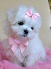 Chets Pets - Photo 7 - Car repair in Detroit, MI, Detroit