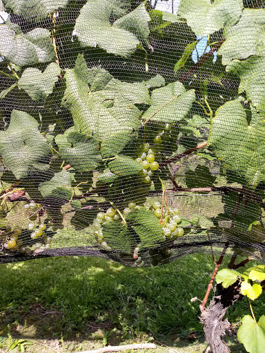 Winery «Sunset Meadow Vineyards», reviews and photos, 599 Old Middle St, Goshen, CT 06756, USA