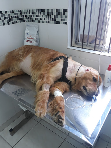 Pet Help em Carapicuíba - SP