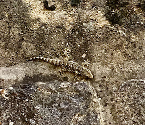 Photo n°61 de Le Jardin du Jasmin à Vernet-les-Bains ()