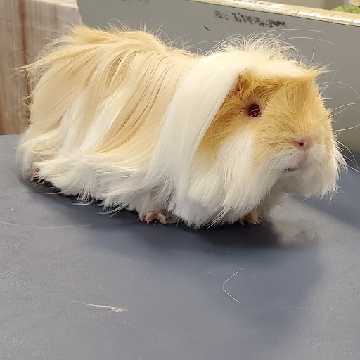 Pet Store «Friendly Pets», reviews and photos, 625 Friendly Center Rd, Greensboro, NC 27408, USA