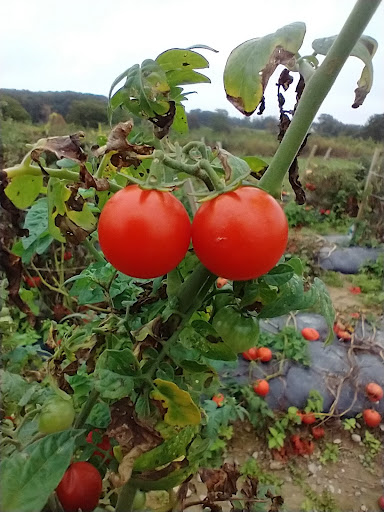 Produce Market «Race Farm», reviews and photos, 87 Belcher Rd, Blairstown, NJ 07825, USA