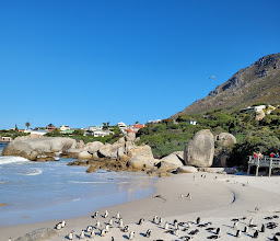 Boulders Penguin Colony photo