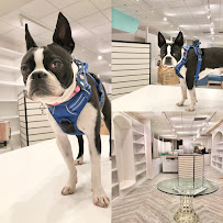 Bella Woof - Photo 6 - Car repair in La Jolla, CA, San Diego