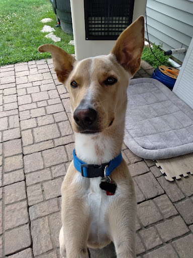 Insurance Agency «Embrace Pet Insurance», reviews and photos