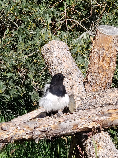 Grocery Store «Twin Lakes General Store», reviews and photos, 6451 CO-82, Twin Lakes, CO 81251, USA