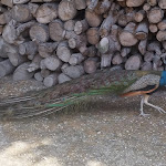 Photo n°4 de l'avis de Barbara. fait le 28/04/2024 à 17:20 sur le  Agriturismo Fattoria degli Animali La Collinara à Comacchio