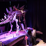 Photo n° 1 de l'avis de Muriel.a fait le 13/11/2019 à 15:12 pour Paléospace à Villers-sur-Mer