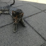 Photo n°11 de l'avis de Giuseppe.u fait le 05/09/2018 à 09:28 sur le  Agriturismo Valle dei Margi Srl à Grammichele