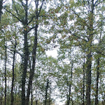 Photo n° 5 de l'avis de Marine.u fait le 04/11/2023 à 08:34 pour Forêt de Moulière à La Chapelle-Moulière