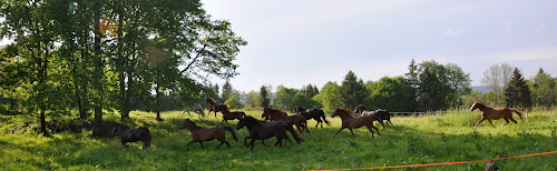 Magasin d'articles de sports Hipposandales - France La Voivre