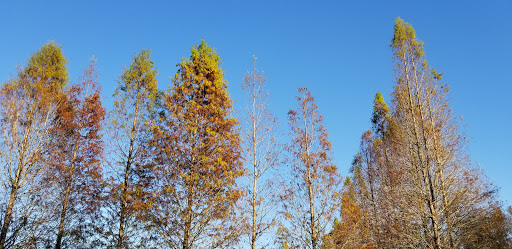 Park «Lutz Dog Park», reviews and photos, 122 1st Ave SW, Lutz, FL 33548, USA