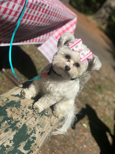 Pet Store «Puppy Boutique Store», reviews and photos, 4001 N Federal Hwy, Fort Lauderdale, FL 33308, USA