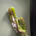 Photo n°4 de l'avis de Frank.t fait le 03/09/2023 à 14:36 sur le  STELLA Restaurant & Tapasbar Fulda à Fulda