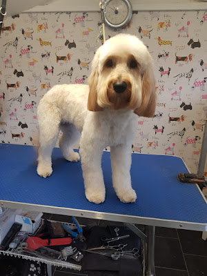 Dog Grooming By Rachel