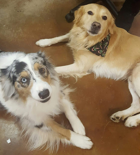 Pet Supply Store «For Pets Sake», reviews and photos, 2576 Montgomery Hwy # 6, Dothan, AL 36303, USA