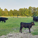 Photo n°4 de l'avis de Isabel.. fait le 08/06/2023 à 17:42 sur le  Ringhotel Forellenhof Walsrode à Walsrode