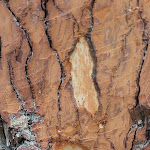 Photo n° 9 de l'avis de Christine.h fait le 13/08/2021 à 14:43 pour Écomusée de Marquèze à Sabres