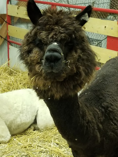 Festival «Chelsea Community Fair», reviews and photos, 20501 W Old US Hwy 12, Chelsea, MI 48118, USA