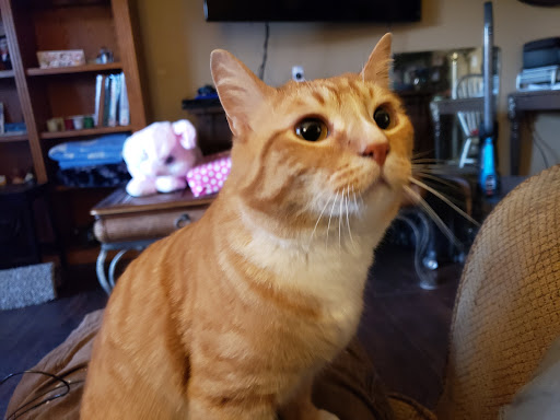 Pet Store «Paws Natural Pet Emporium», reviews and photos, 8551 W Gage Blvd, Kennewick, WA 99336, USA