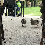 Photo n°16 de l'avis de Elisabetta.u fait le 09/10/2022 à 18:44 sur le  Ristorante I Due Laghi à Firenzuola