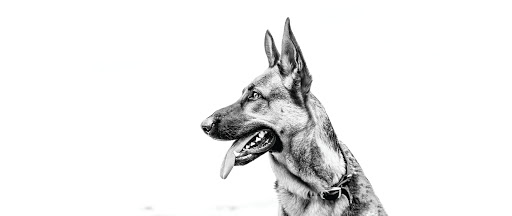 Clickstart Dog Training Academy image