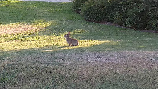 Park «Preston Meadow Park», reviews and photos, 4243 Lorimar Dr, Plano, TX 75093, USA