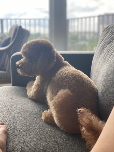 Pet Store «The Pet Set - Midtown», reviews and photos, 976 Piedmont Ave NE, Atlanta, GA 30309, USA