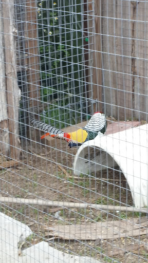 Zoo «Florida International Teaching Zoo», reviews and photos, 7725 FL-48, Bushnell, FL 33513, USA