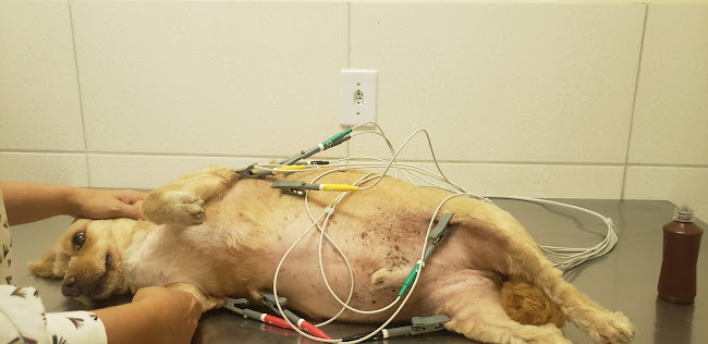 Veterinária Bionicão - Veterinário