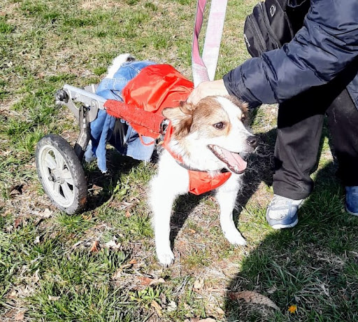 Pensioni per cani e dog hotel a Ris_Pet Rifugio per Animali