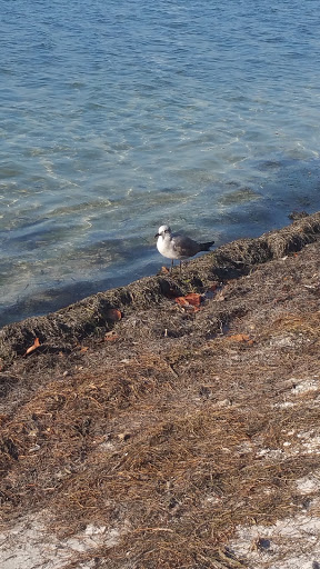 Aquarium «Mote Marine Laboratory & Aquarium», reviews and photos, 1600 Ken Thompson Pkwy, Sarasota, FL 34236, USA