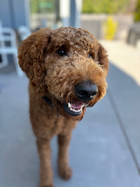 Paw Palace Grooming - Photo 9 - Car repair in Sausalito, CA, Richmond
