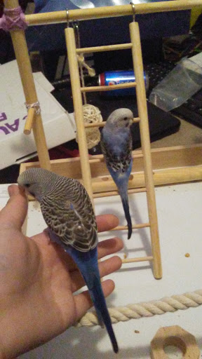 Pet Supply Store «Petco Animal Supplies», reviews and photos, 200 McMahan Blvd, Marion, OH 43302, USA