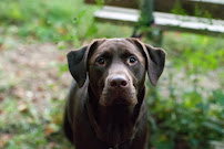 The Law Offices of Ronald J. Shook - Photo 9 - Car repair in Gastonia, NC, Gastonia