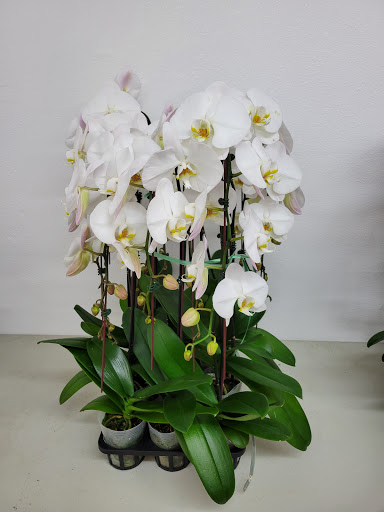 Florist «Avalon Flowers», reviews and photos, 1257 N Avalon Blvd, Wilmington, CA 90744, USA