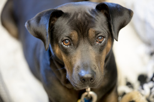 Bicycle Store «Tenafly Bicycle Workshop», reviews and photos, 175 County Rd, Tenafly, NJ 07670, USA