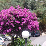 Photo n°4 de l'avis de Radim.n fait le 20/07/2017 à 11:39 sur le  Capo Skino Park Hotel à Gioiosa Marea