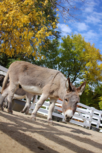 Zoo «Cosley Zoo», reviews and photos, 1356 N Gary Ave, Wheaton, IL 60187, USA