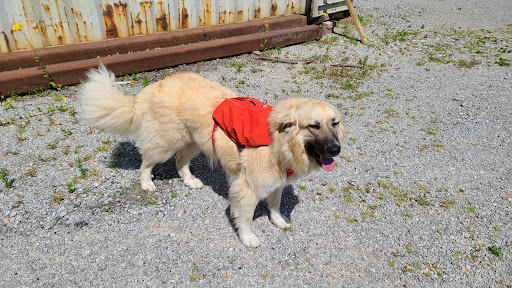 Wayndale Pet Grooming Inc