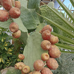 Photo n°4 de l'avis de Olga.r fait le 05/11/2023 à 18:36 sur le  Ristorante Zabbatana - Caffetteria & Cocktail Bar à Pozzallo