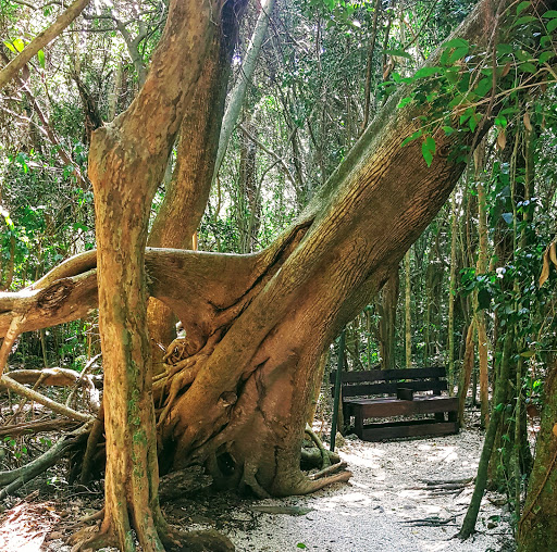 Park «Simpson Park», reviews and photos, 5 SW 17th Rd, Miami, FL 33129, USA