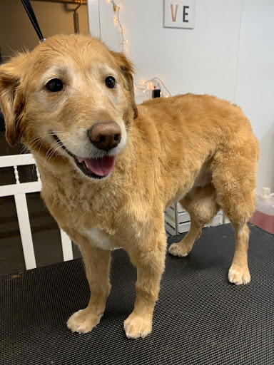 Fluffy Paws Pet Salon