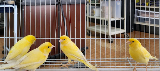 Pet Store «Louis Birds Pets & Supplies», reviews and photos, 80 Keyes St, San Jose, CA 95122, USA