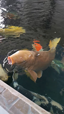 Koi Bauer Angerfleck 10, 94344 Wiesenfelden