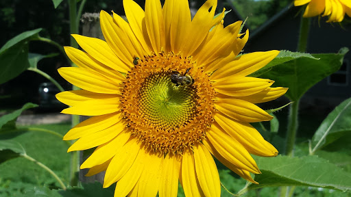 RV Park «Made In the Shade RV Park», reviews and photos, 6878 Granville Hwy, Granville, TN 38564, USA